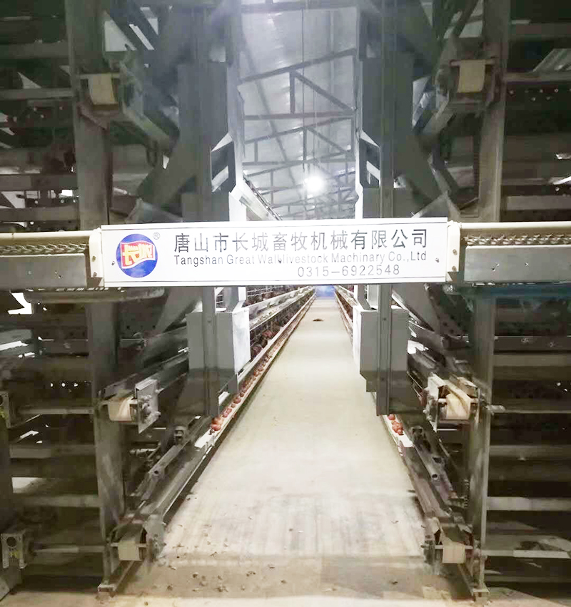 如果您想用自动化设备养蛋鸡，，，，，，哪些蛋鸡设备是必不可少的？？？？？？